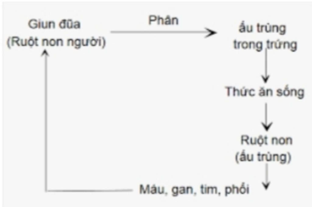 vong-doi-cua-giun-dua-1-cach-ngan-gon-de-hieu-ma-diem-toi-da-minh-dnag-can-gap