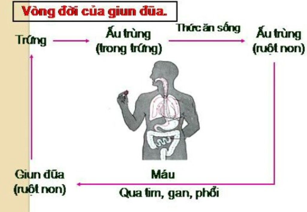 vong-doi-cua-giun-dua-cac-bn-giup-dum-ak-mon-mn-nhiu-nek