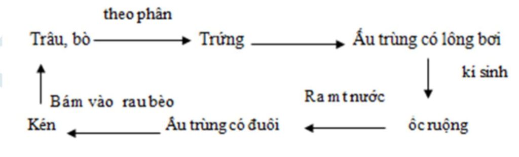 vong-doi-cua-san-la-gan-cach-phong-tranh-giun-san