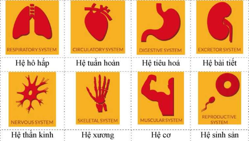 hay-neu-cac-buoc-de-su-dung-chuc-nang-mo-phong-cua-he-tuan-hoan-trong-phan-mem-anatomy